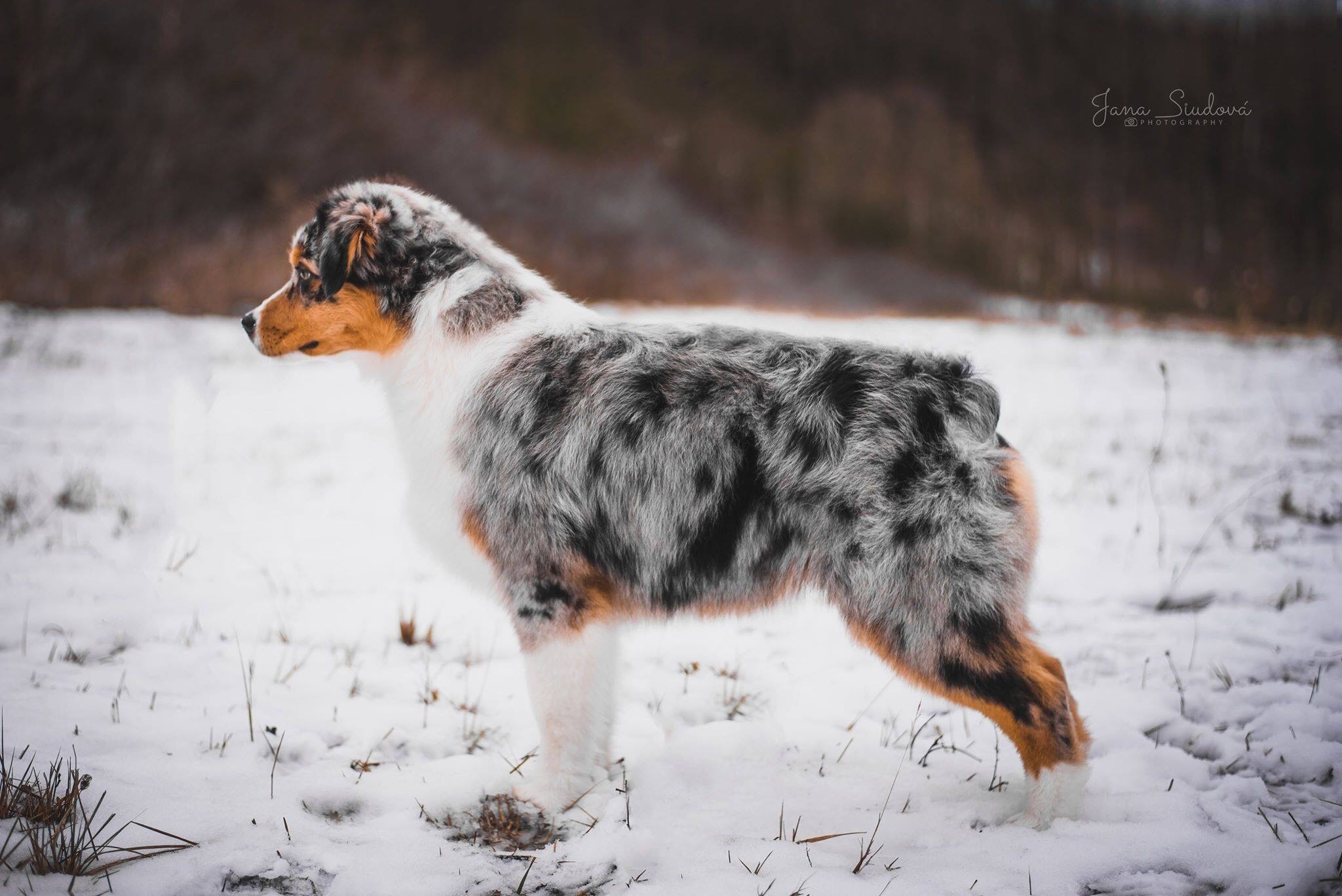 testimony Ghost rider