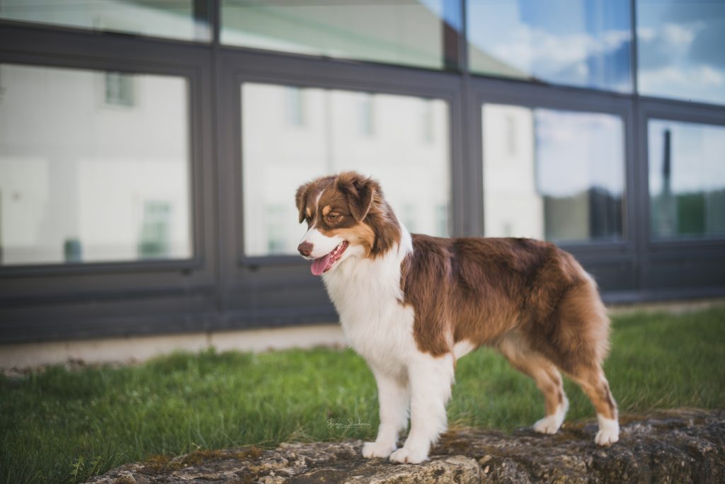 CH. Briarridge's queen bee at Mystic Fire